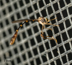 Leptopteromyia americana