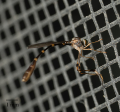 Leptopteromyia americana