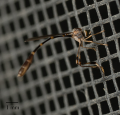 Leptopteromyia americana