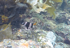 Pseudogoniistius nigripes