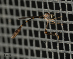 Leptopteromyia americana