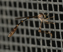 Leptopteromyia americana