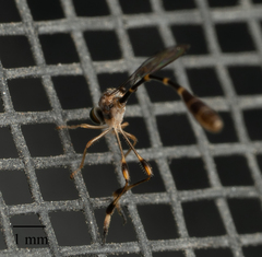 Leptopteromyia americana