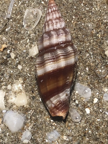 Vexillum rugosum observed 2025-09-13