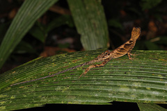 Anolis scypheus