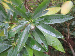Edgeworthia chrysantha