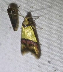 Hemibela oxyptera
