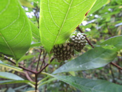 Edgeworthia chrysantha