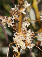 Cuscuta subinclusa