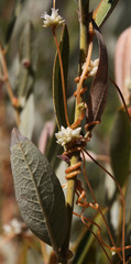 Cuscuta subinclusa