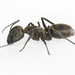 Camponotus distinguendus - Photo (c) Claudio Maureira, algunos derechos reservados (CC BY-NC-SA), subido por Claudio Maureira