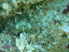 Mithraculus sculptus