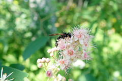 Philanthus bilunatus