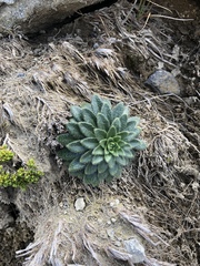 Draba jorullensis