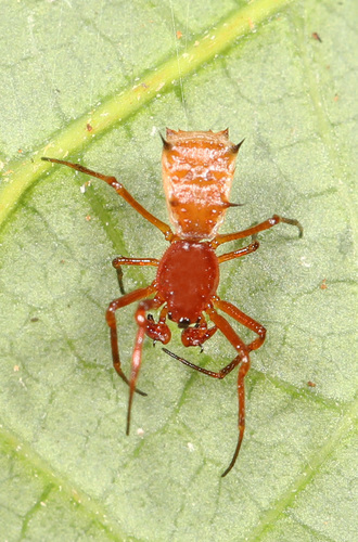 Micrathena woytkowskii