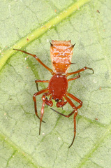 Micrathena woytkowskii