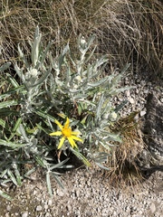 Senecio mairetianus