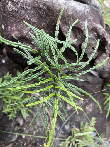 Ormopteris