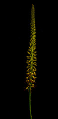 Eremurus fuscus