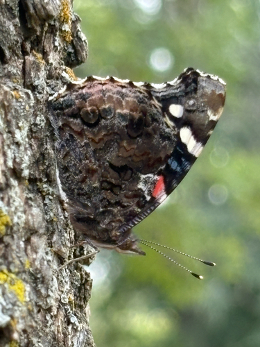 Red Admiral
