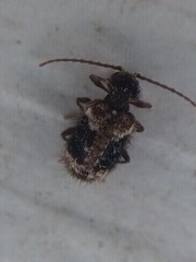 Ptinus texanus