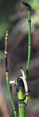 Equisetum telmateia