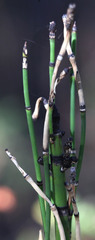 Equisetum telmateia