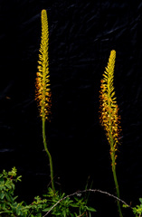 Eremurus fuscus