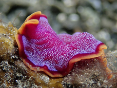 Pseudoceros ferrugineus