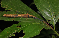 Pseudophasma bispinosum
