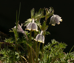 Pulsatilla campanella