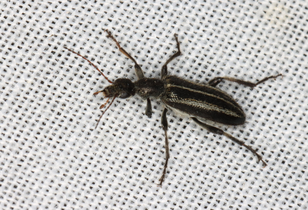 Egestriomima