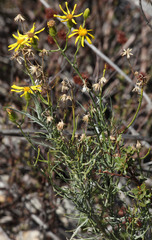 Senecio flaccidus douglasii