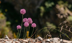 Allium pallasii
