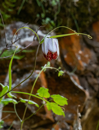 Sinkiang fritillaria (Fritillaria walujewii)