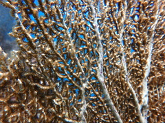 Gorgonia