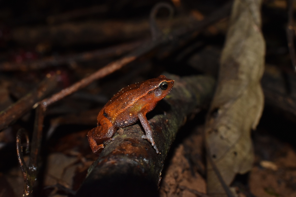 Katak-lengket Borneo (Kalophrynus heterochirus)