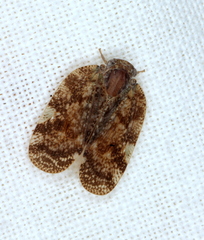 Aprivesa
