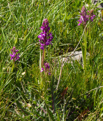 Dactylorhiza umbrosa