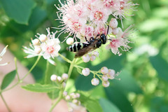 Philanthus bilunatus