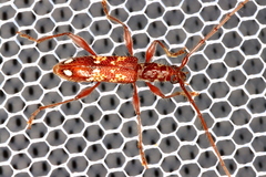 Coptocercus biguttatus