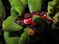 Disholcaspis prehensa