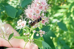 Philanthus bilunatus