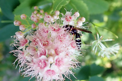 Philanthus bilunatus