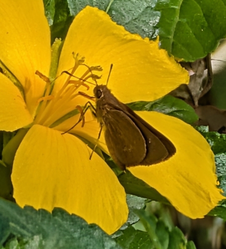Three-spotted Skipper photo 5