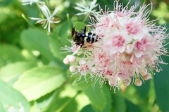 Philanthus bilunatus