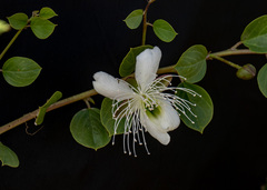 Capparis spinosa herbacea