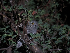 Otus senegalensis