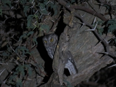 Otus senegalensis