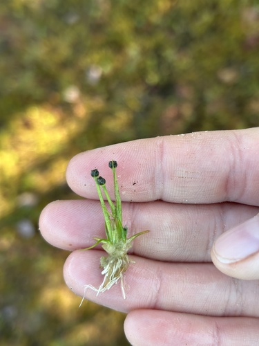 Parker's pipewort (Eriocaulon parkeri)